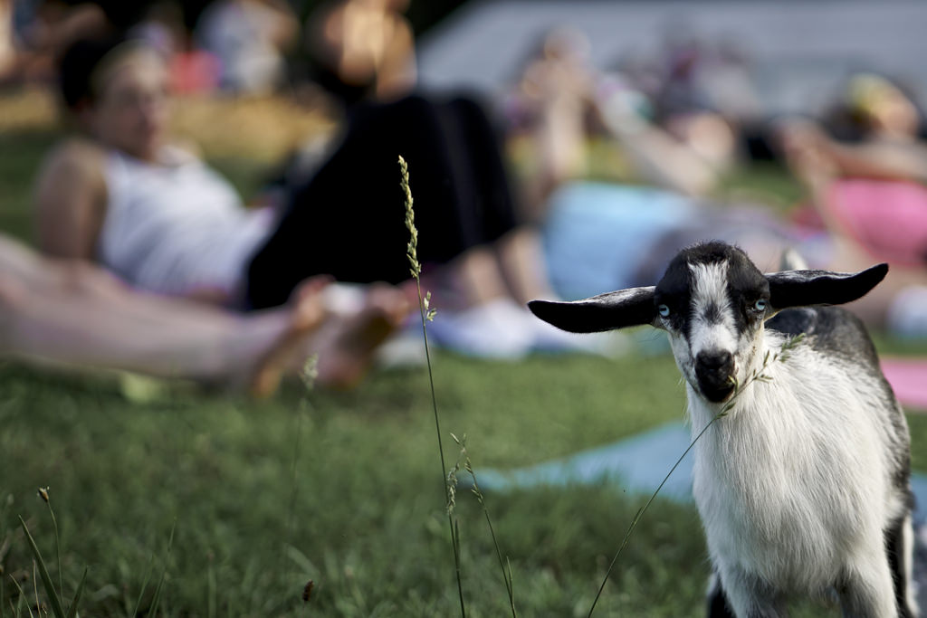 Experience Goat Yoga with Mortimer Leech of The Widow's Bane